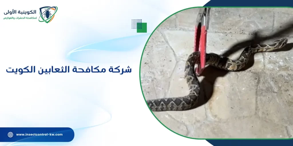 شركة مكافحة الثعابين الكويت