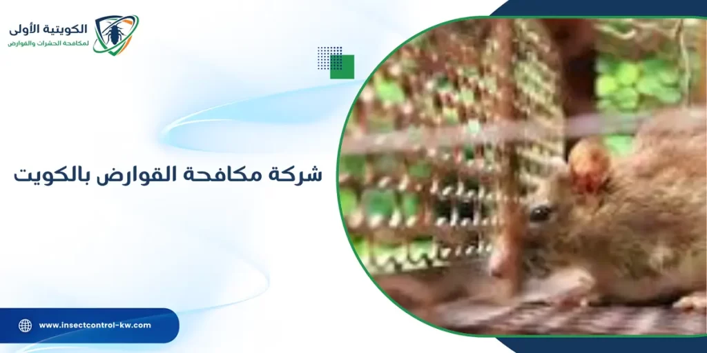 شركة مكافحة القوارض بالكويت