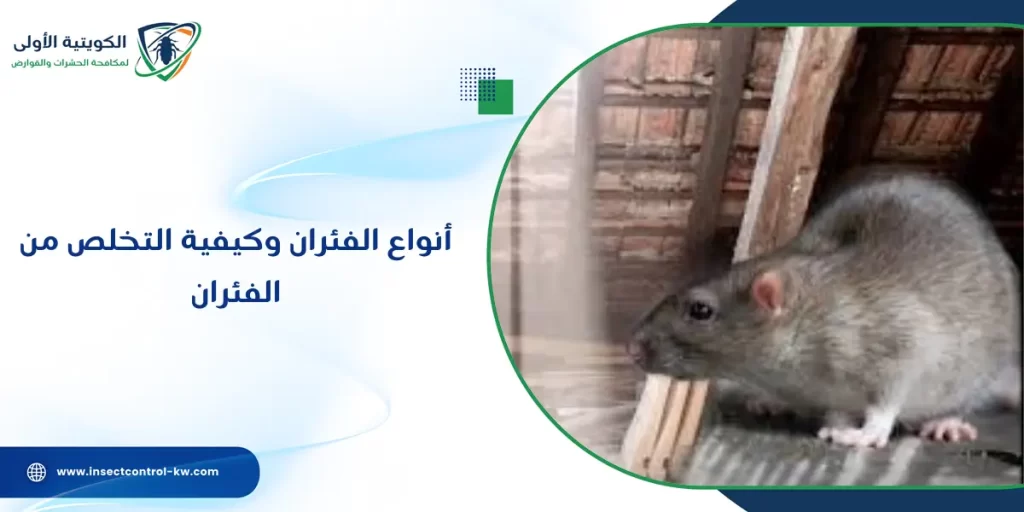 أنواع الفئران وكيفية التخلص من الفئران