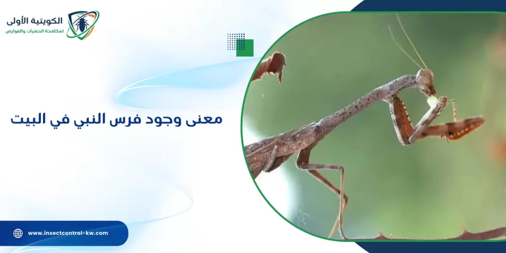 معنى وجود فرس النبي في البيت